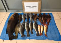 Συνελήφθη ψαροτουφεκάς στα Μεστά με παράνομα αλιεύματα