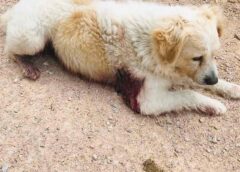 Εντοπίστηκε Πυροβολημένο Σκυλί στην περιοχή των Θυμιανών