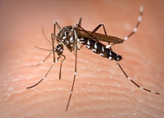 Ενημέρωση για την προστασία από τα κουνούπια