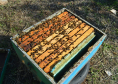 Δηλητηρίαση χιλιάδων μελισσών από ψεκασμό με τοξικό σκεύασμα