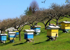 Δηλητηριάσεις μελισσοσμηνών από εφαρμογή γεωργικών φαρμάκων