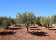 Ξεκινά ο πρώτος ψεκασμός για τον δάκο