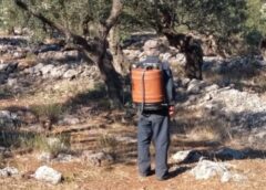 Δακοκτονία: Ξεκινά ο πρώτος ψεκασμός από 9 έως 11 Ιουλίου