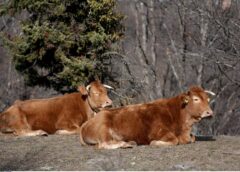 Πρόσκληση για κτηνιάτρους λόγω αφθώδους πυρετού