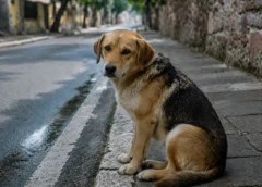 Δικογραφία για εγκατάλειψη σκύλου από ιδιοκτήτη