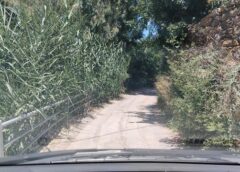 ΧΡΕΙΑΖΟΝΤΑΙ ΚΑΙ ΑΛΛΕΣ ΧΟΡΤΟΚΟΠΕΣ ΚΑΙ ΚΑΘΑΡΙΣΜΟΙ ΣΕ  ΔΗΜΟΤΙΚΟΥΣ ΧΩΡΟΥΣ (Νο 2)