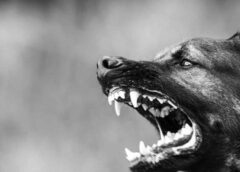 Σκύλος επιτέθηκε και τραυμάτισε πολίτη – Συνελήφθη η ιδιοκτήτριά του
