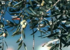 Τρίτος ψεκασμός για τον δάκο της ελιάς